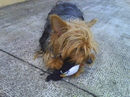 esta es mi perrita mordiendo unos de sus peluches.